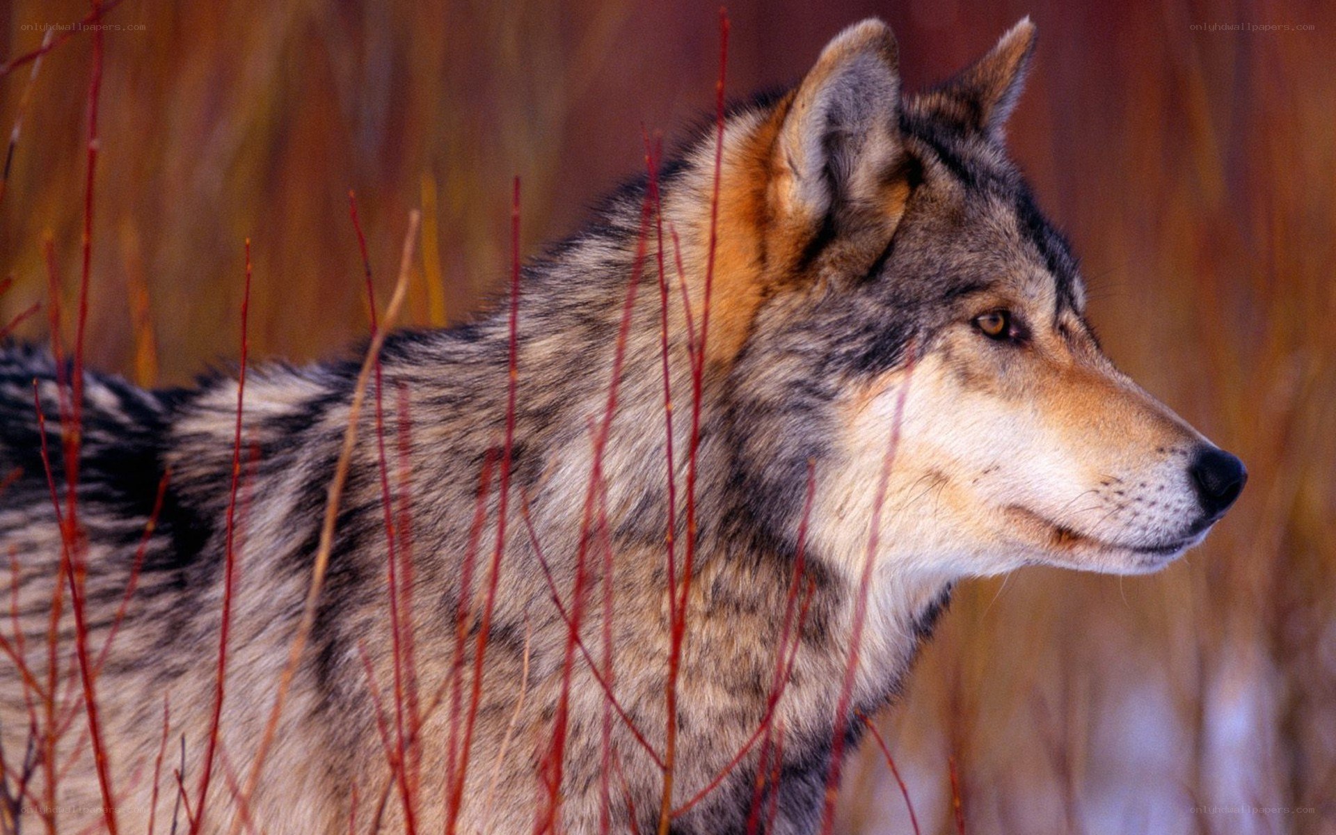 wolf in autumn grass