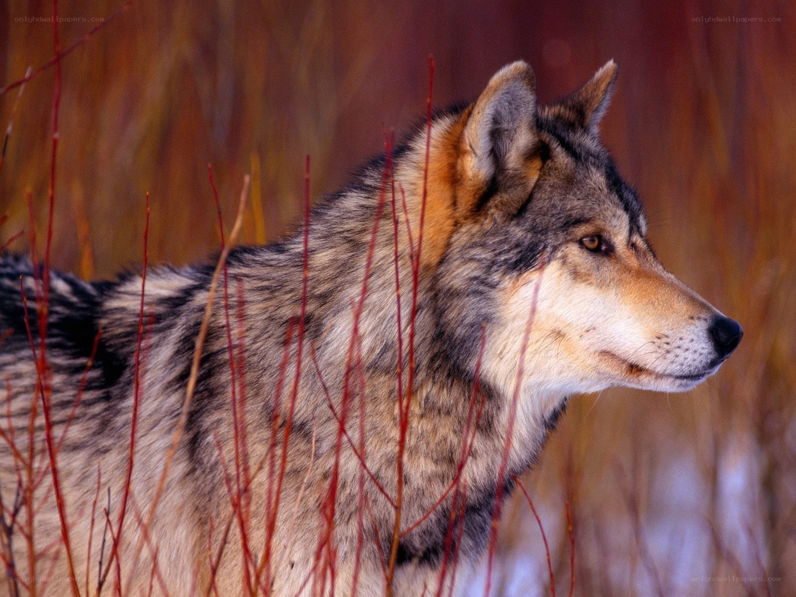 wolf in autumn grass