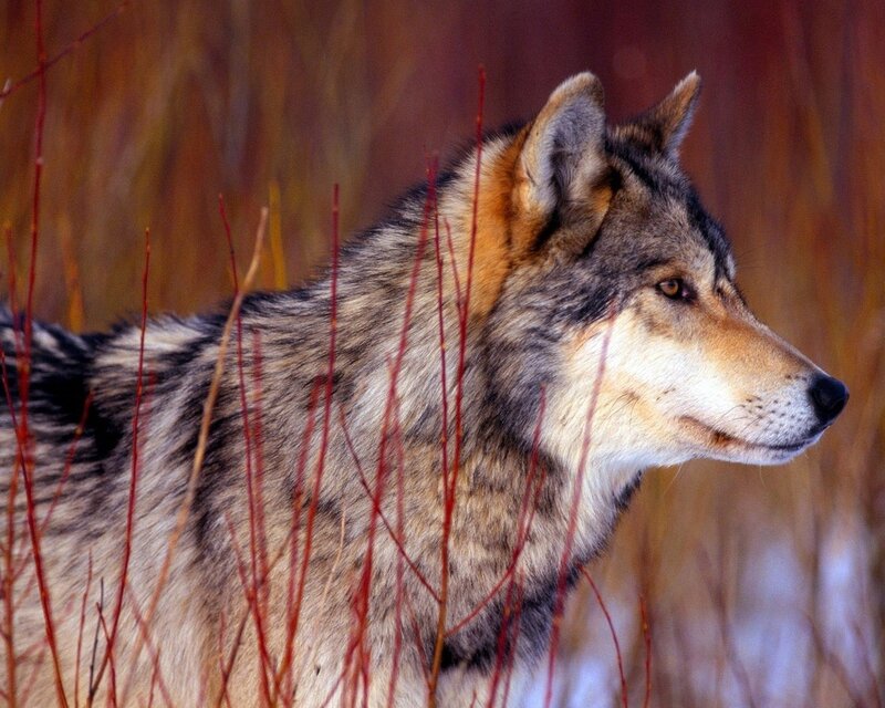 Wolf in Autumn Grass — Brown, Alert, Photograph, Branches, Gray