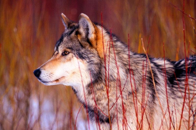 Wolf in Autumn Grass — Brown, Alert