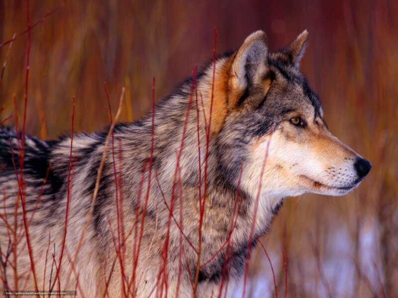 wolf in autumn grass
