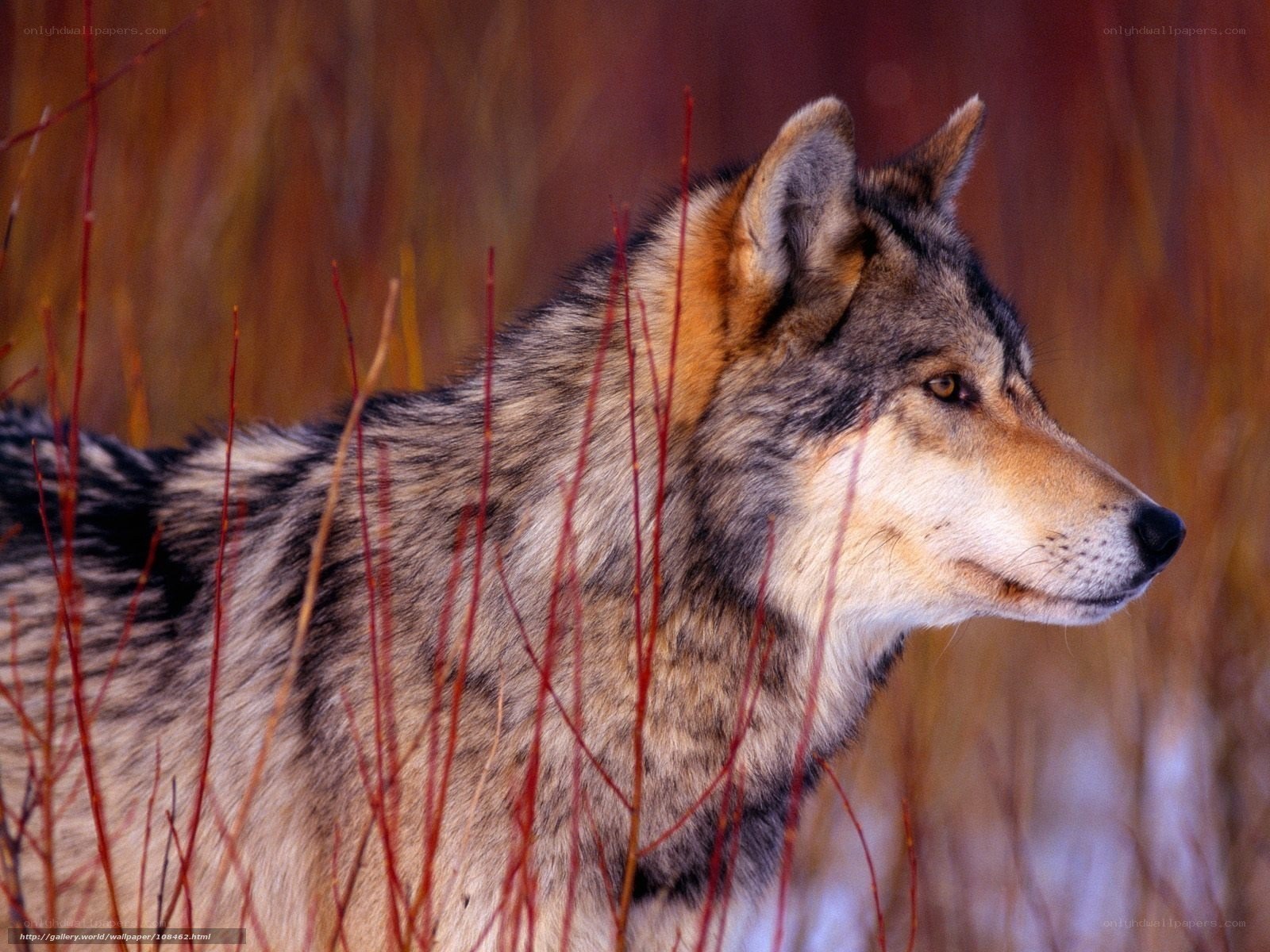 wolf in autumn grass