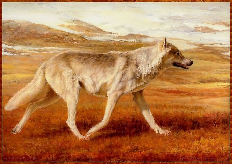 wolf in autumn landscape