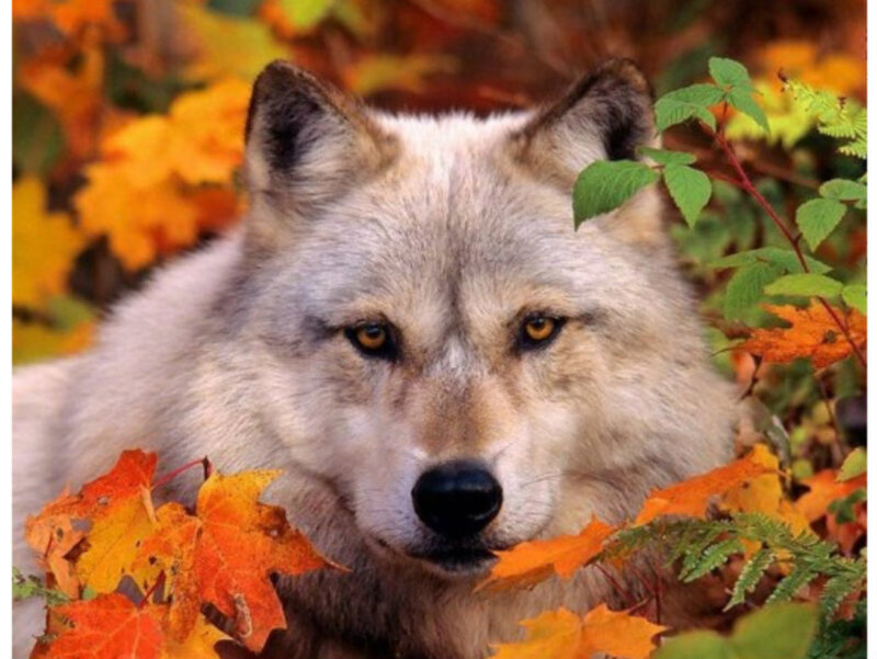Wolf in Autumn Leaves — Orange, Calm