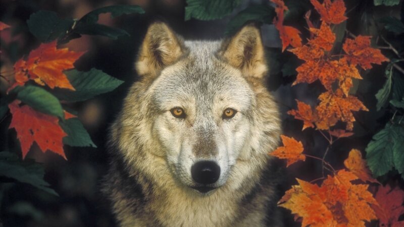 Wolf in Autumn Leaves — Orange, Natural