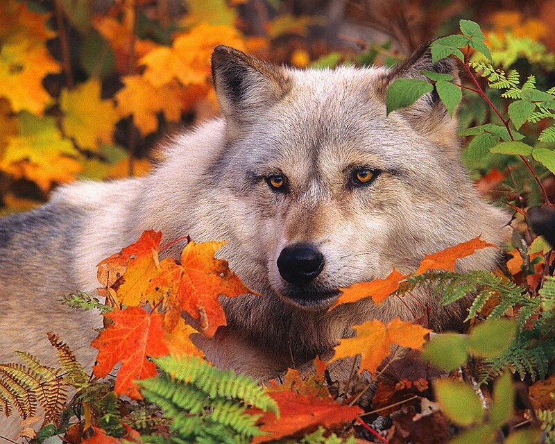 Wolf in Autumn Leaves — Orange