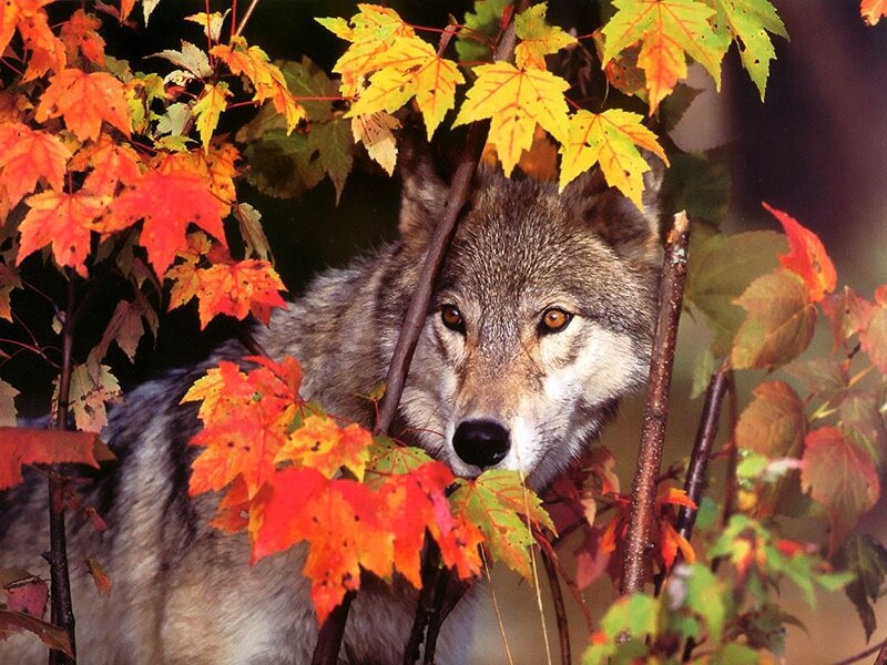 Wolf in Autumn Leaves — Red, Natural