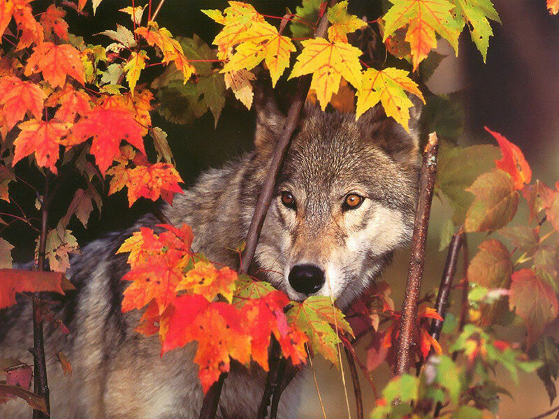 Wolf in Autumn Leaves — Red