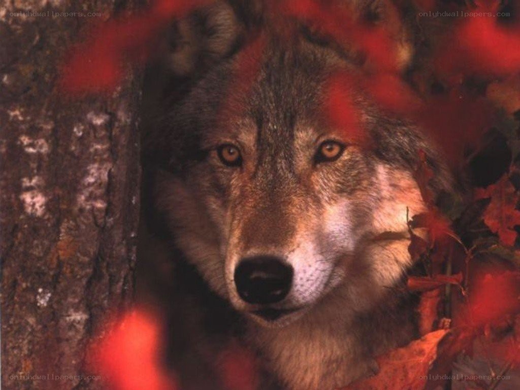 wolf in autumn leaves