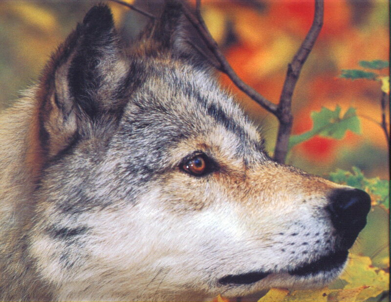 Wolf in Autumn