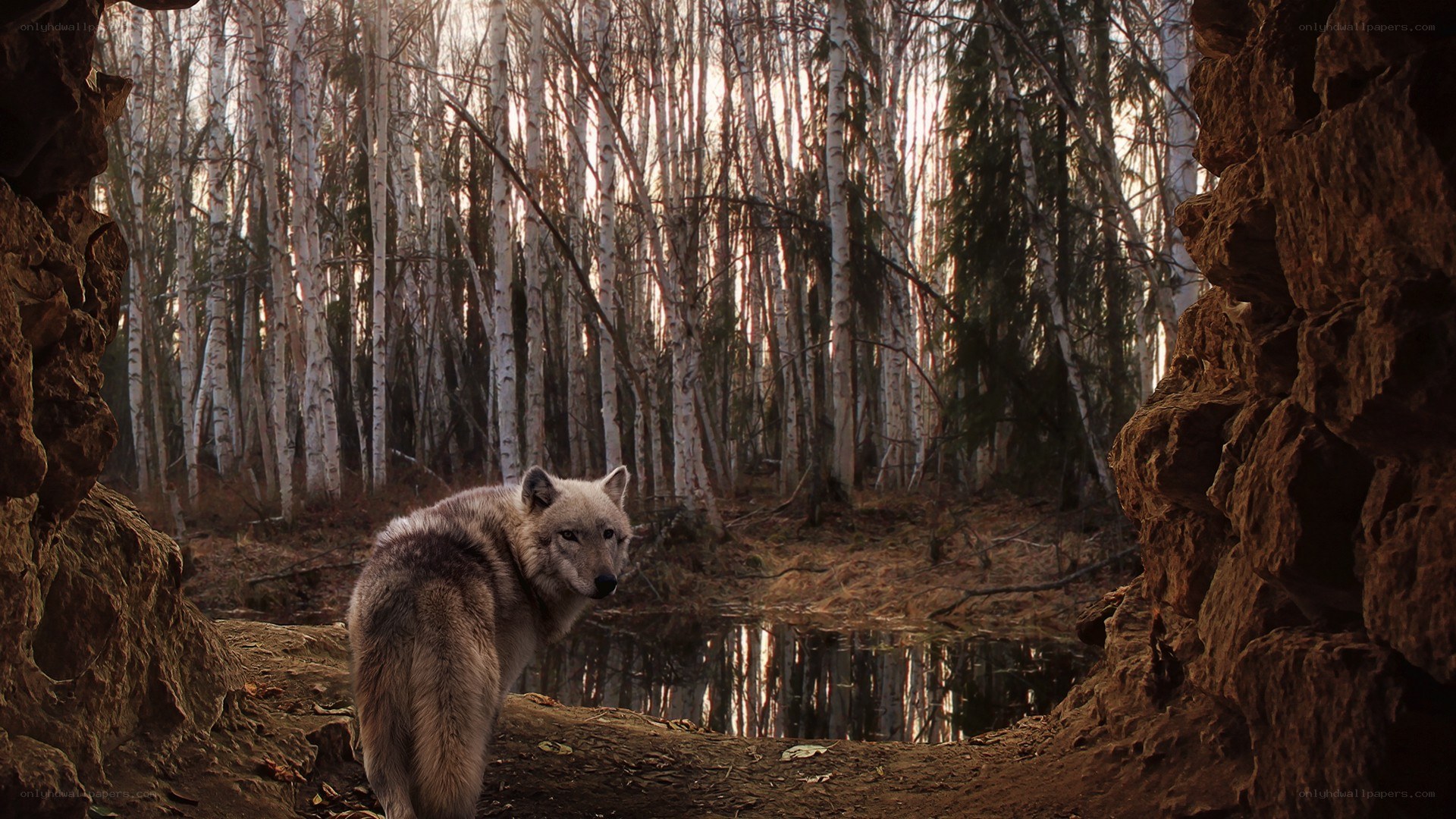 wolf in birch forest