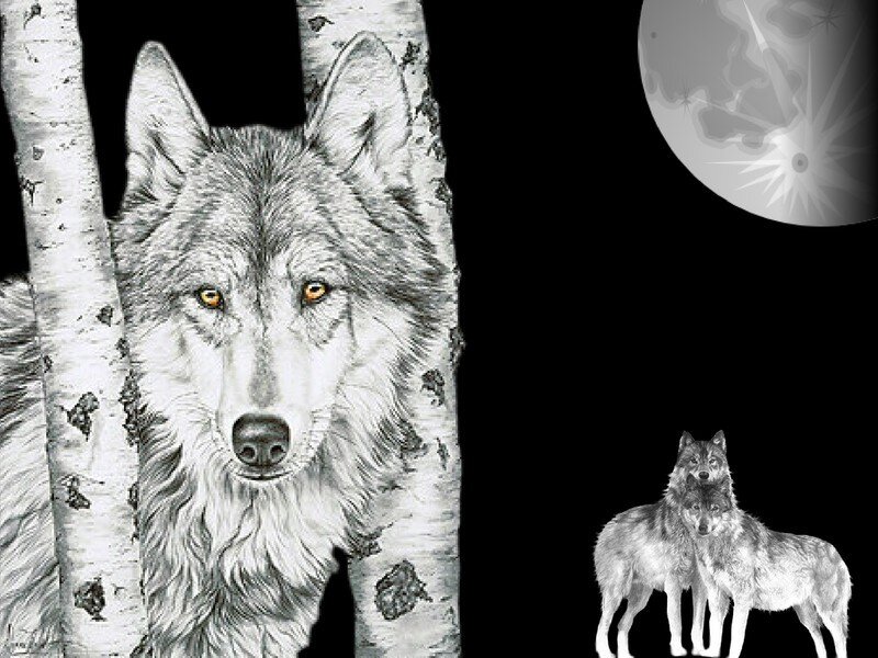 Wolf in Birch Forest — Black