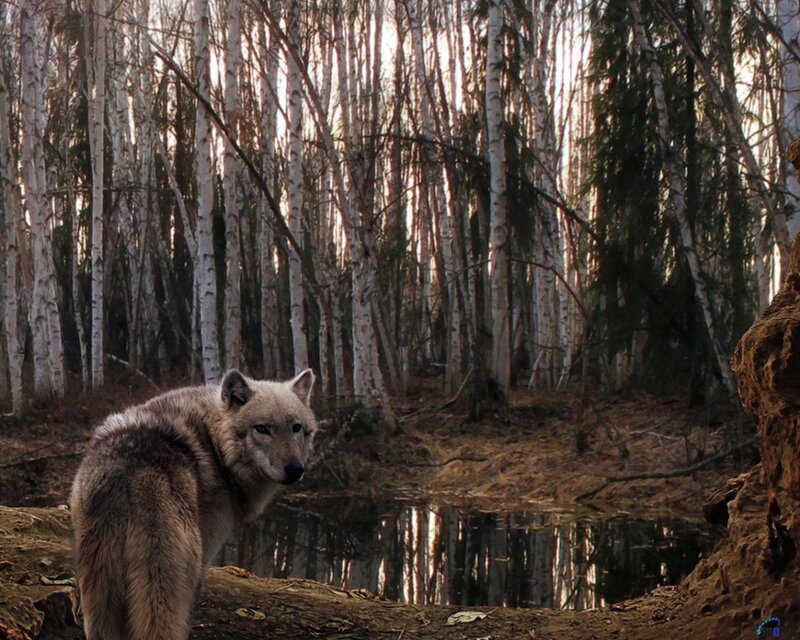 Wolf in Birch Forest — Brown, Natural
