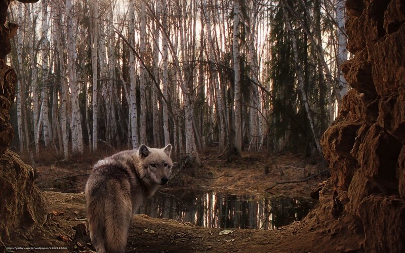 Wolf in Birch Forest — Brown, Serene, Autumn