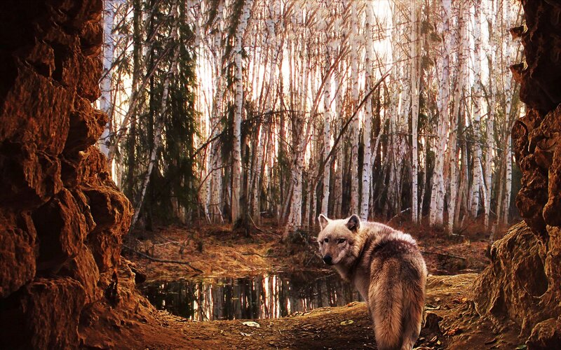 Wolf in Birch Forest — Brown, Serene