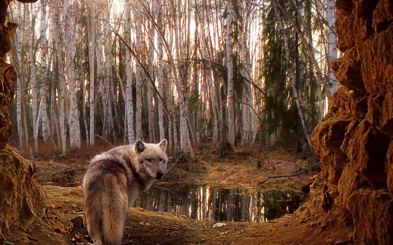 Wolf in Birch Forest — Brown