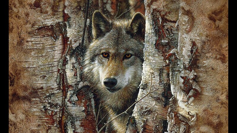 Wolf in Birch Forest — Gray