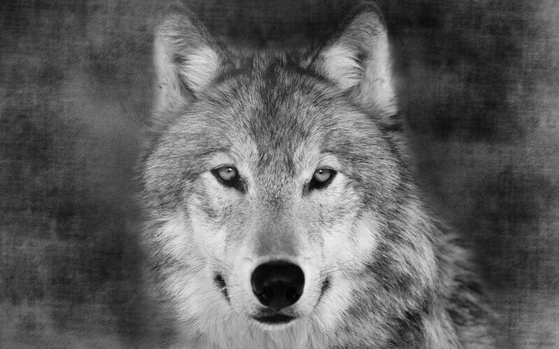 Wolf in Black and White — Intense