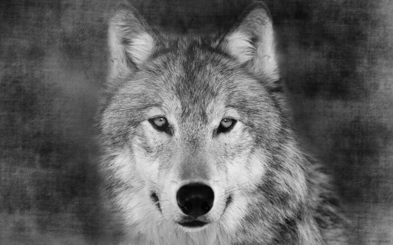 Wolf in Black and White