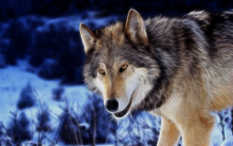 Wolf in Blue Light — Dramatic, Night