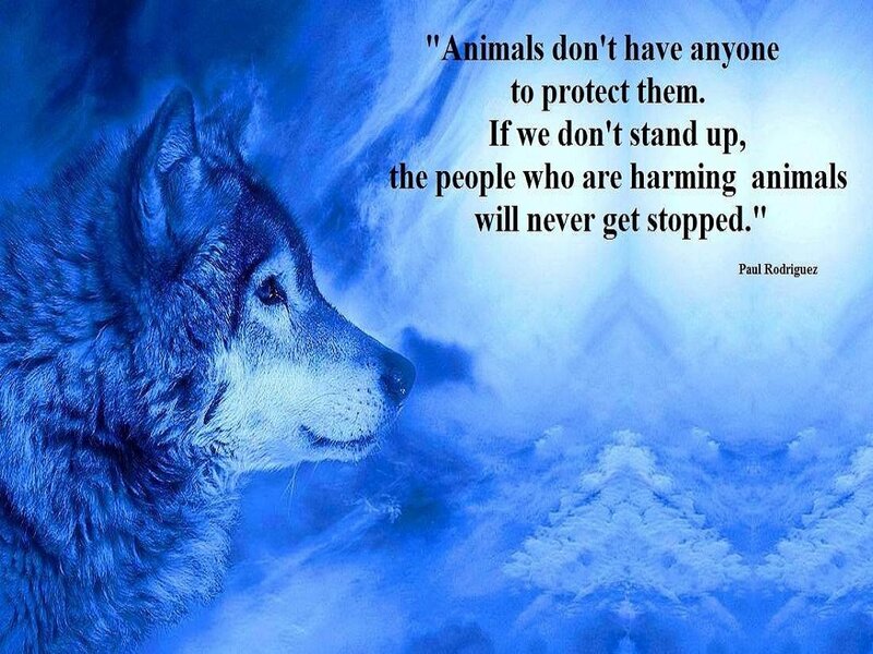 Wolf in Blue Light — Dramatic