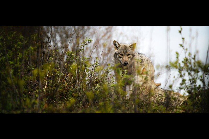 Wolf in Bushes