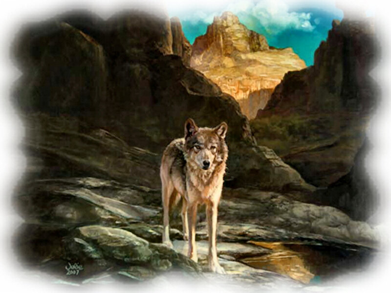 Wolf in Canyon — Brown