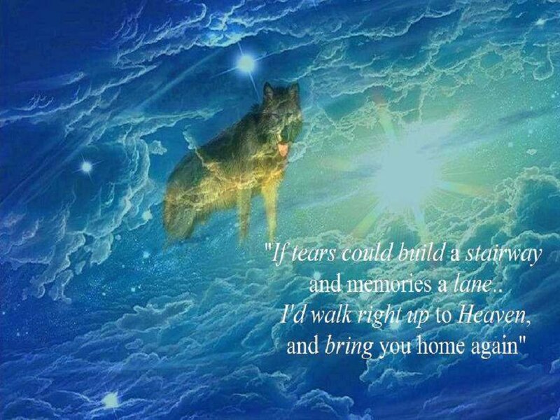 Wolf in Celestial Sky