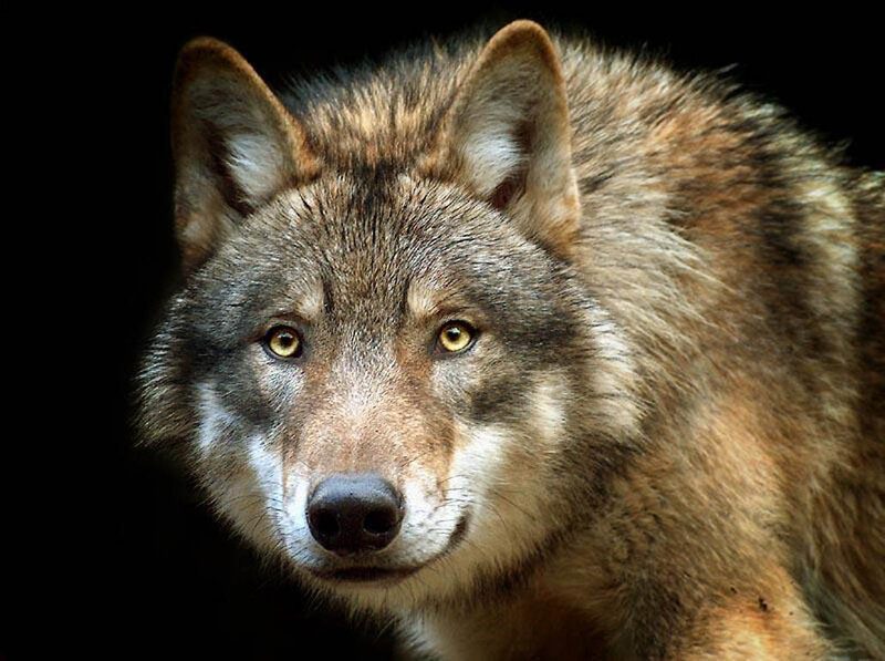 Wolf in Close-up