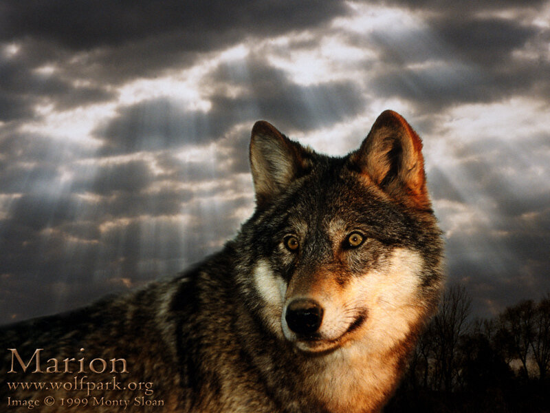 Wolf in Cloudy Sky