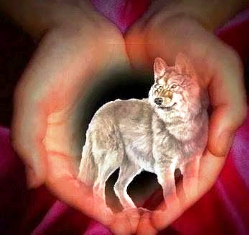Wolf in Cupped Hands