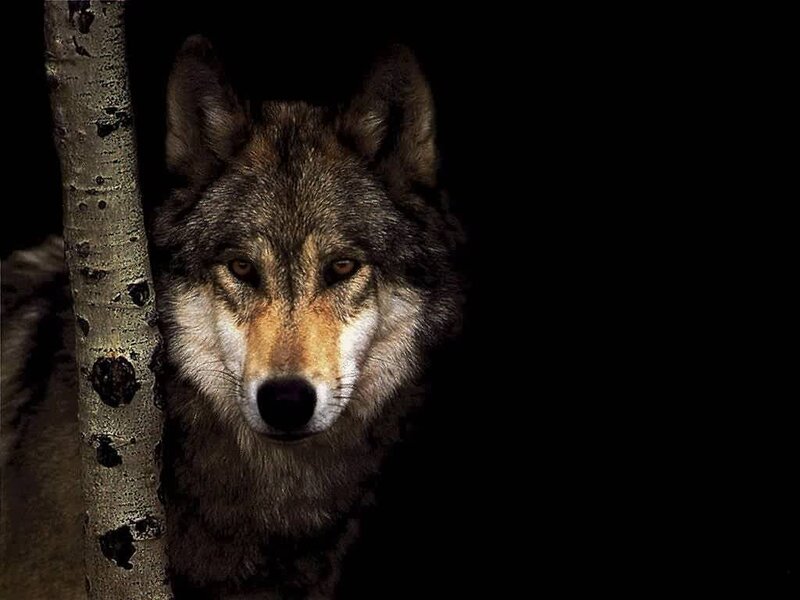 Wolf in Dark Forest — Black, Dramatic