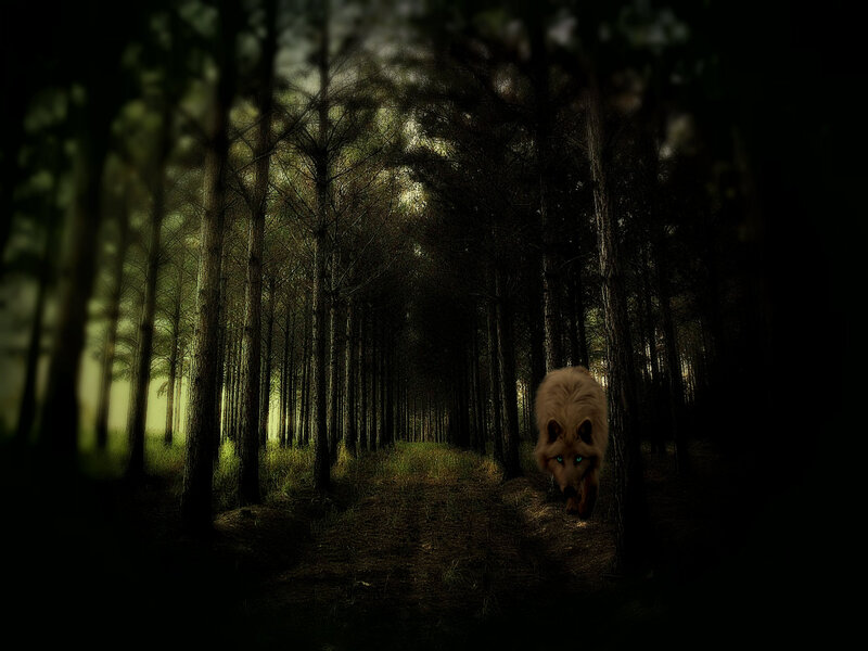 Wolf in Dark Forest — Black, Night