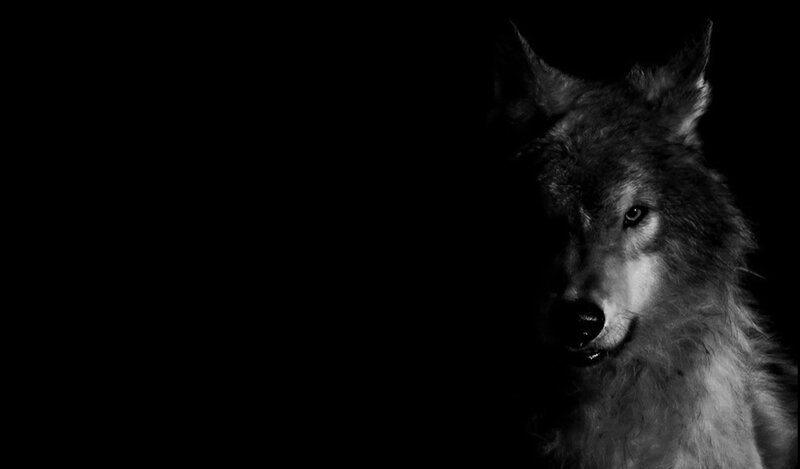 Wolf in Dark Setting — Black