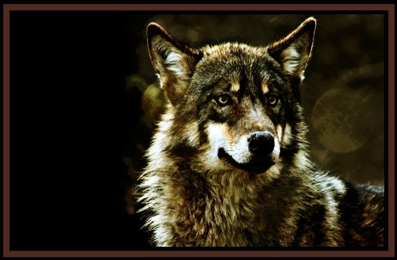 Wolf in Dark Setting — Brown, Dramatic, Night, Photograph