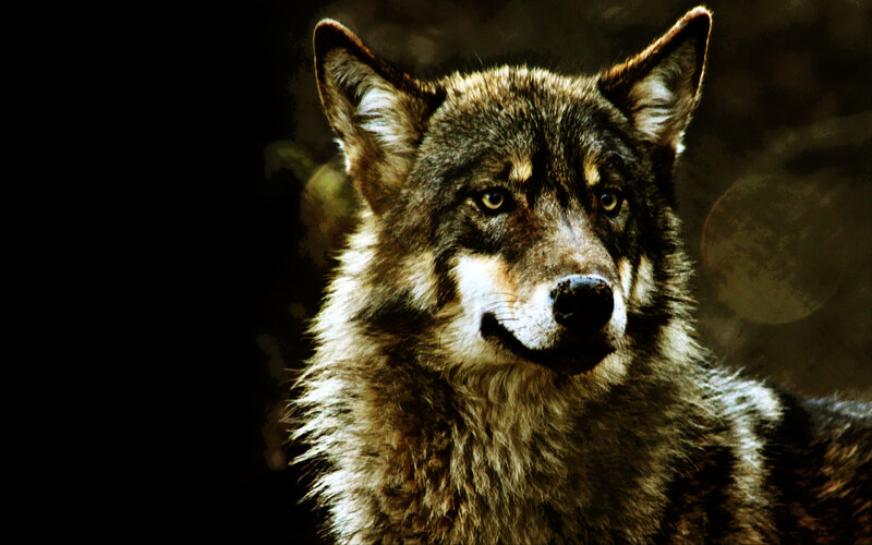 Wolf in Dark Setting — Brown, Dramatic, Night