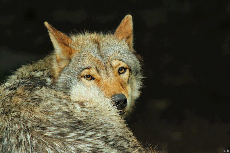 Wolf in Dark Setting — Gray, Serious