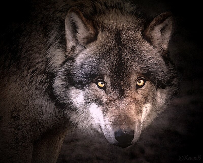 Wolf in Dark Setting — Gray