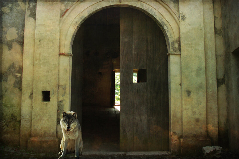 Wolf in Doorway