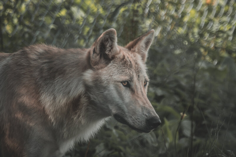 Wolf in Enclosure — Gray, Calm, Afternoon