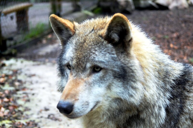 Wolf in Enclosure — Gray, Calm