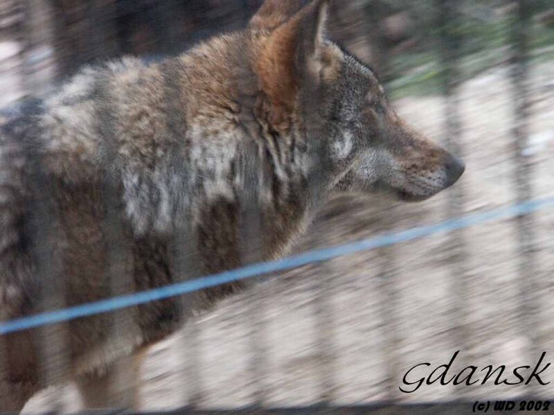 Wolf in Enclosure — Gray