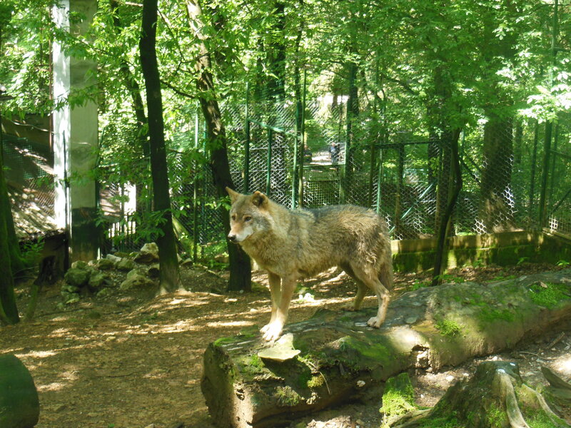 Wolf in Enclosure — Green