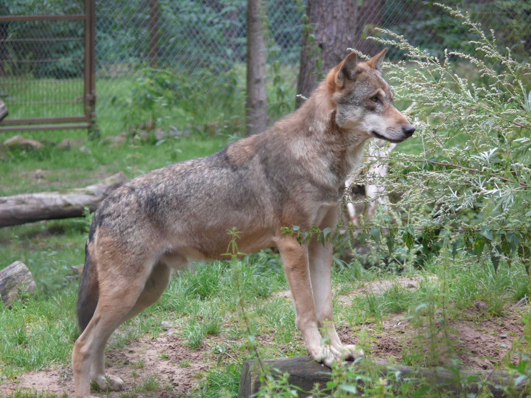 wolf in enclosure