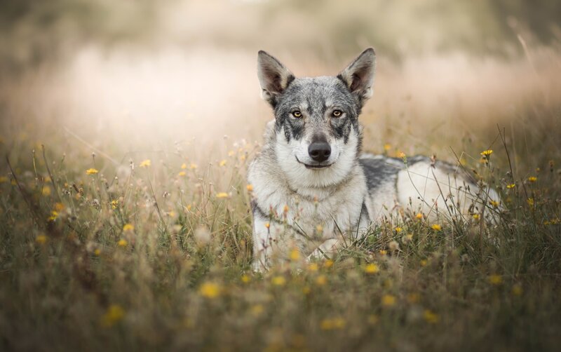 Wolf in Field