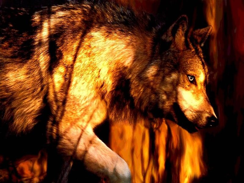 Wolf in Fire — Orange