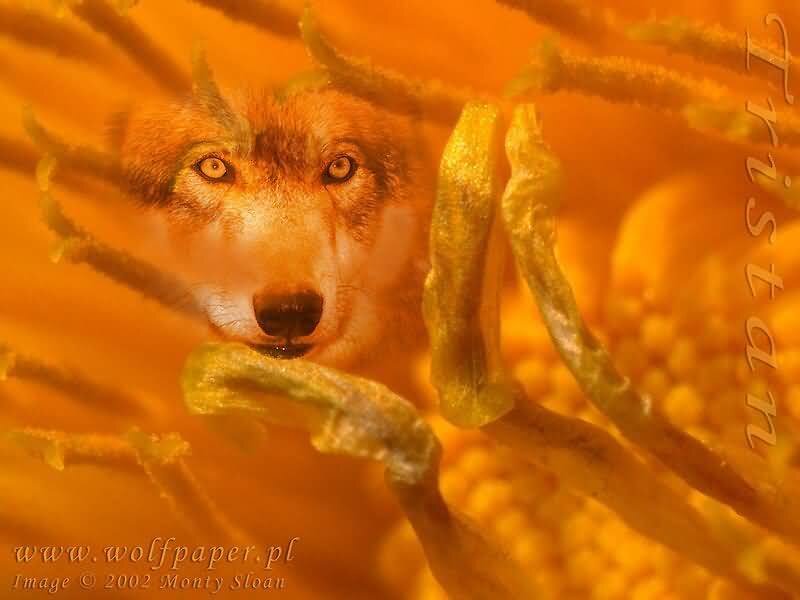 wolf in flower petals