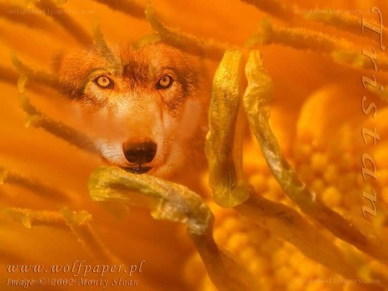 wolf in flower petals