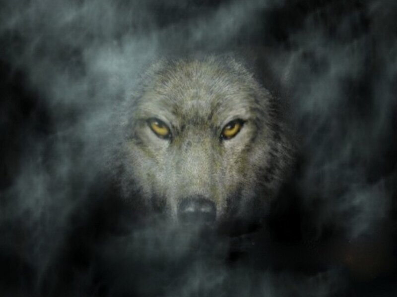 Wolf in Fog — Gray, Mysterious