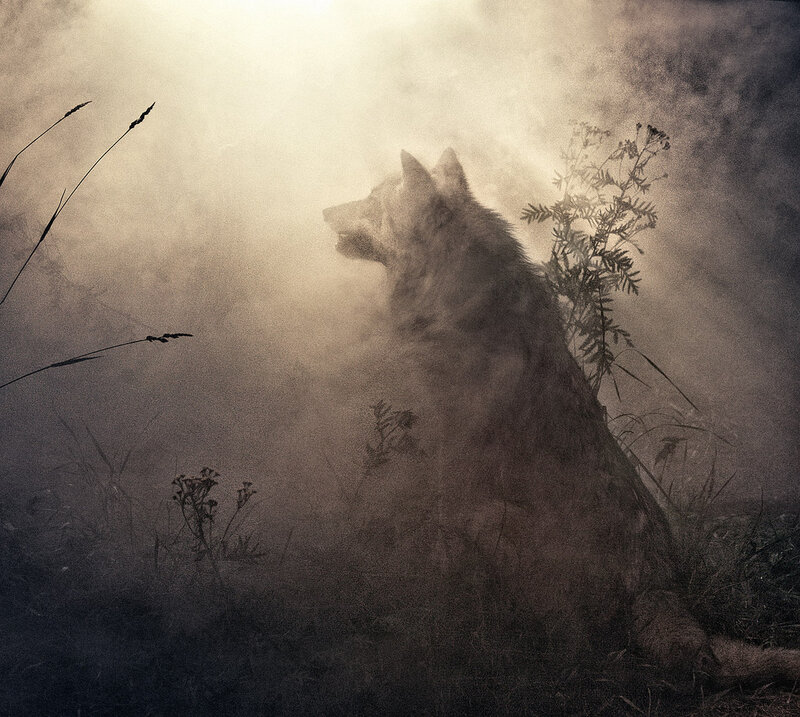 Wolf in Fog — Gray
